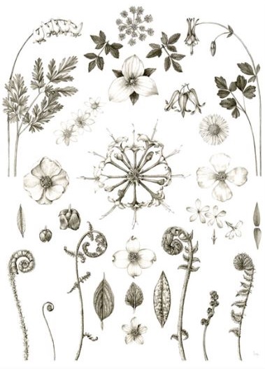 Botanical Artist Illustrator Lara Call Gastinger To Speak At Mount Rogers Naturalist Rally Blue Ridge Discovery Center