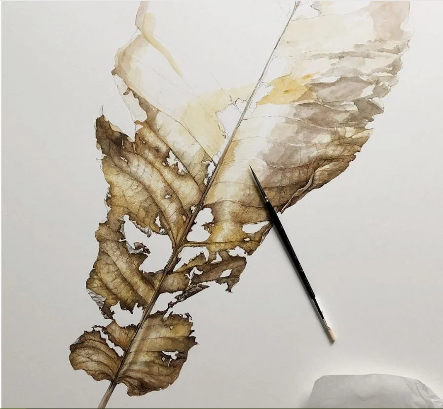 Botanical Artist Illustrator Lara Call Gastinger To Speak At Mount Rogers Naturalist Rally Blue Ridge Discovery Center