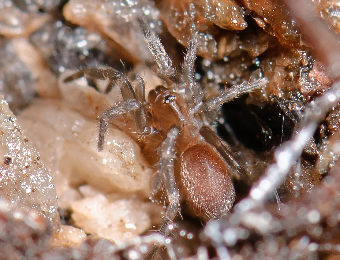 Spruce-fir moss spider ( Microhexura montivaga ); Photo by Marshal Hedin
