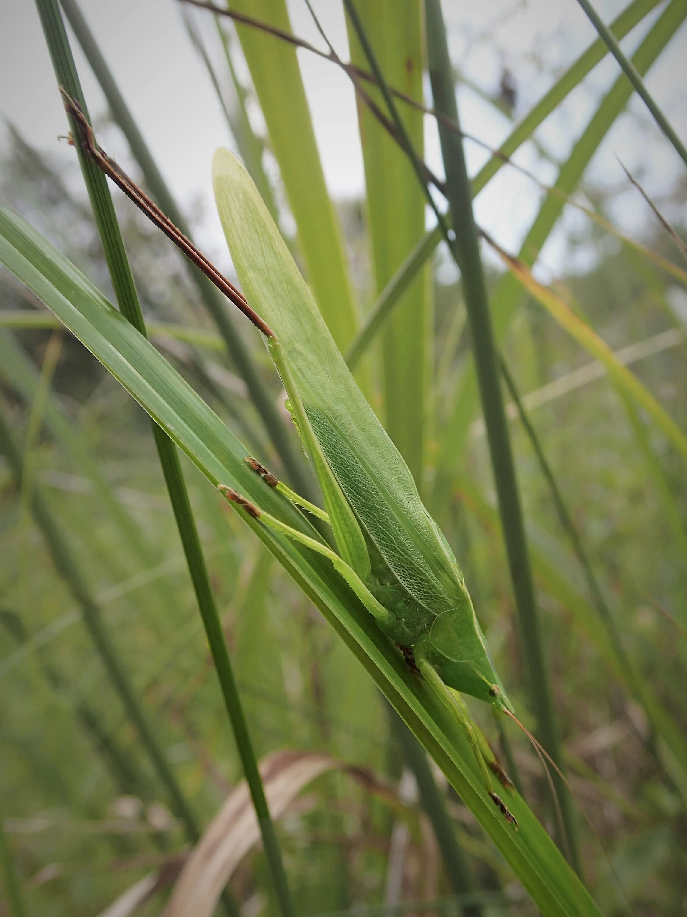 Green color variant of the male sword-bearing conehead.