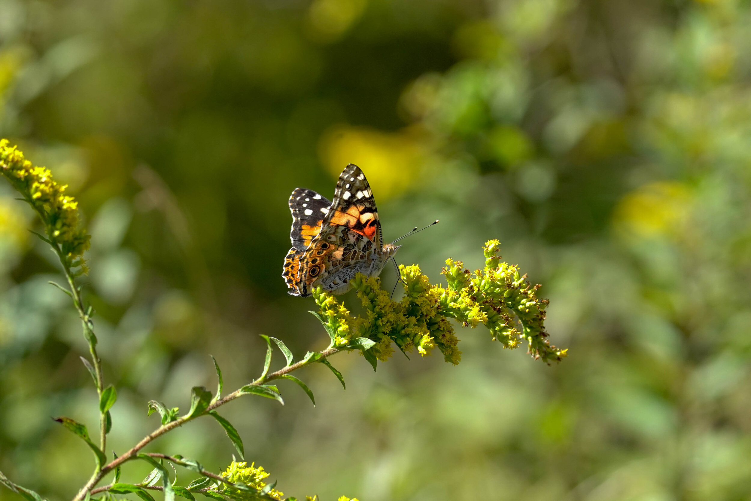 Butterfly Count-6.jpg