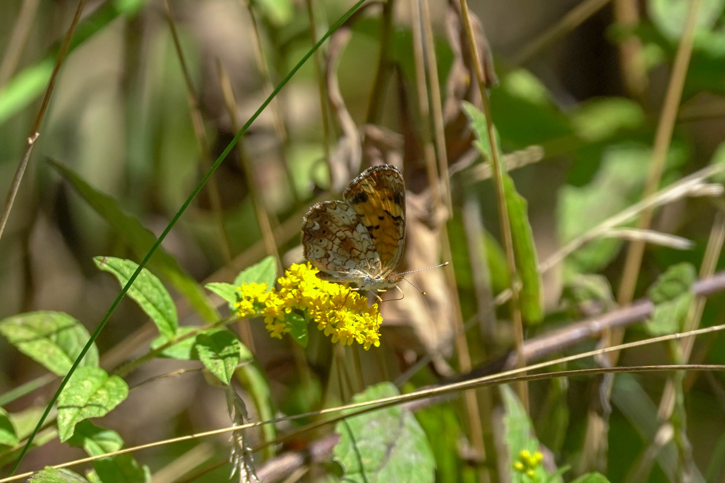 Butterfly Count-16.jpg