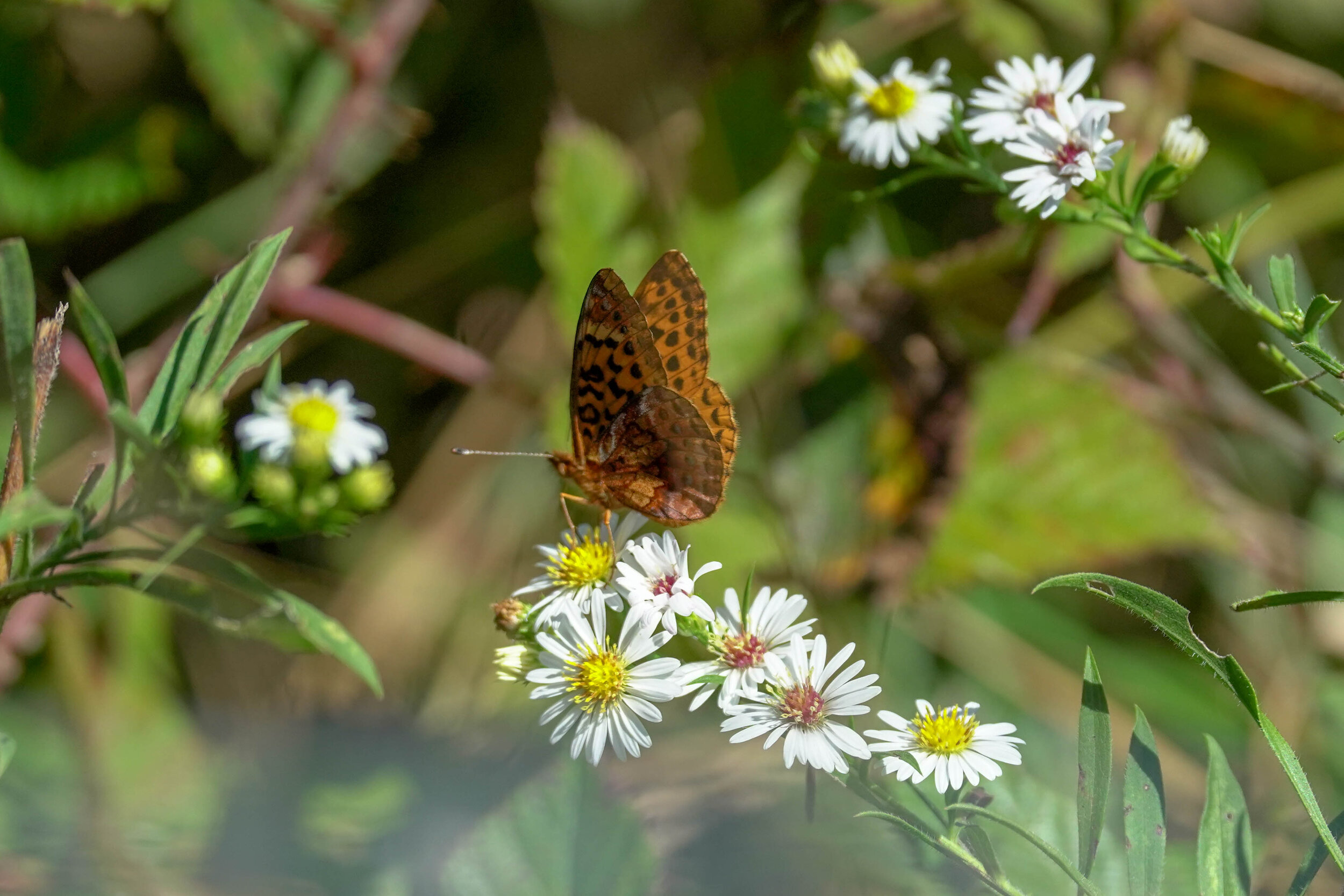 Butterfly Count-13.jpg
