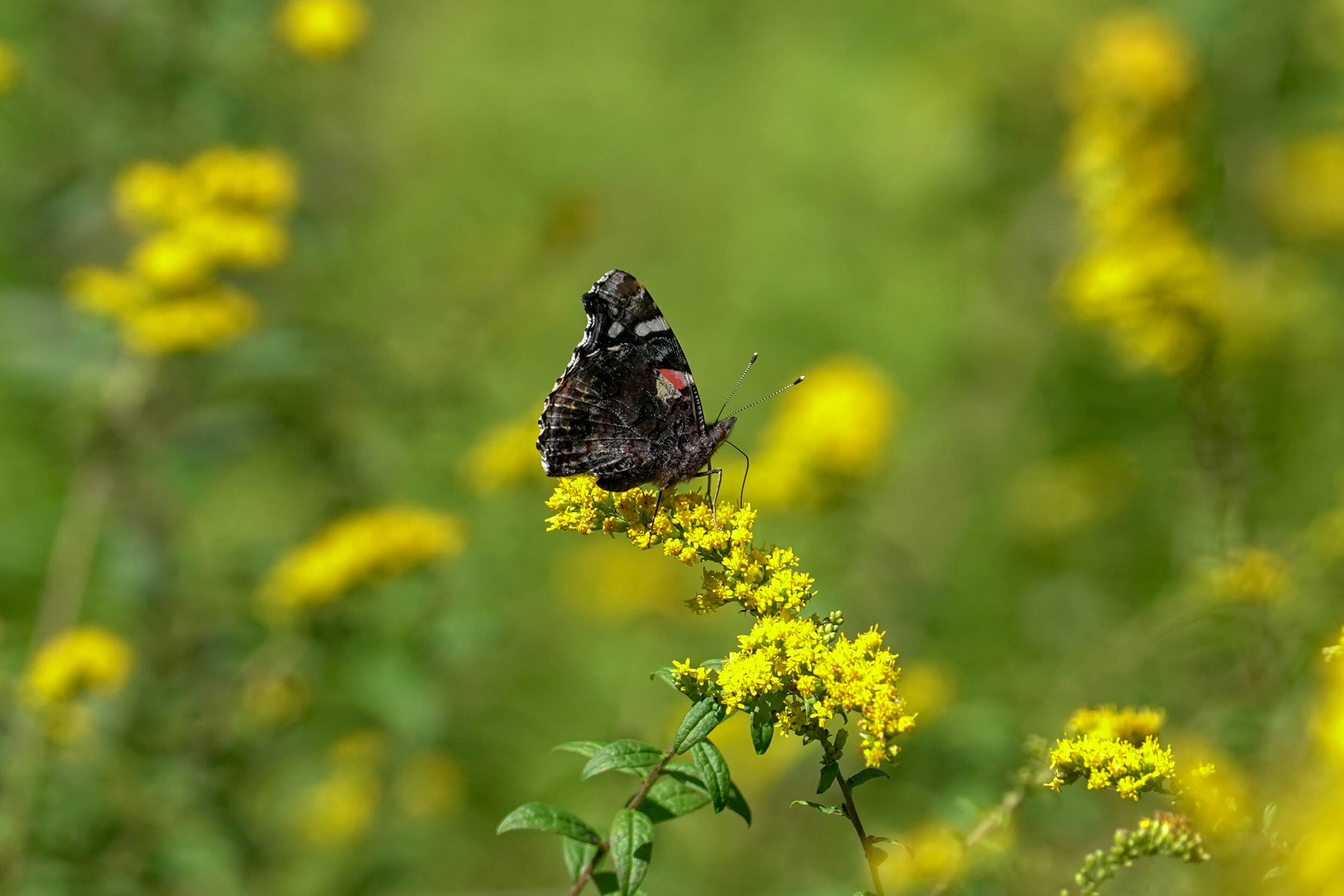 Butterfly Count-18.jpg
