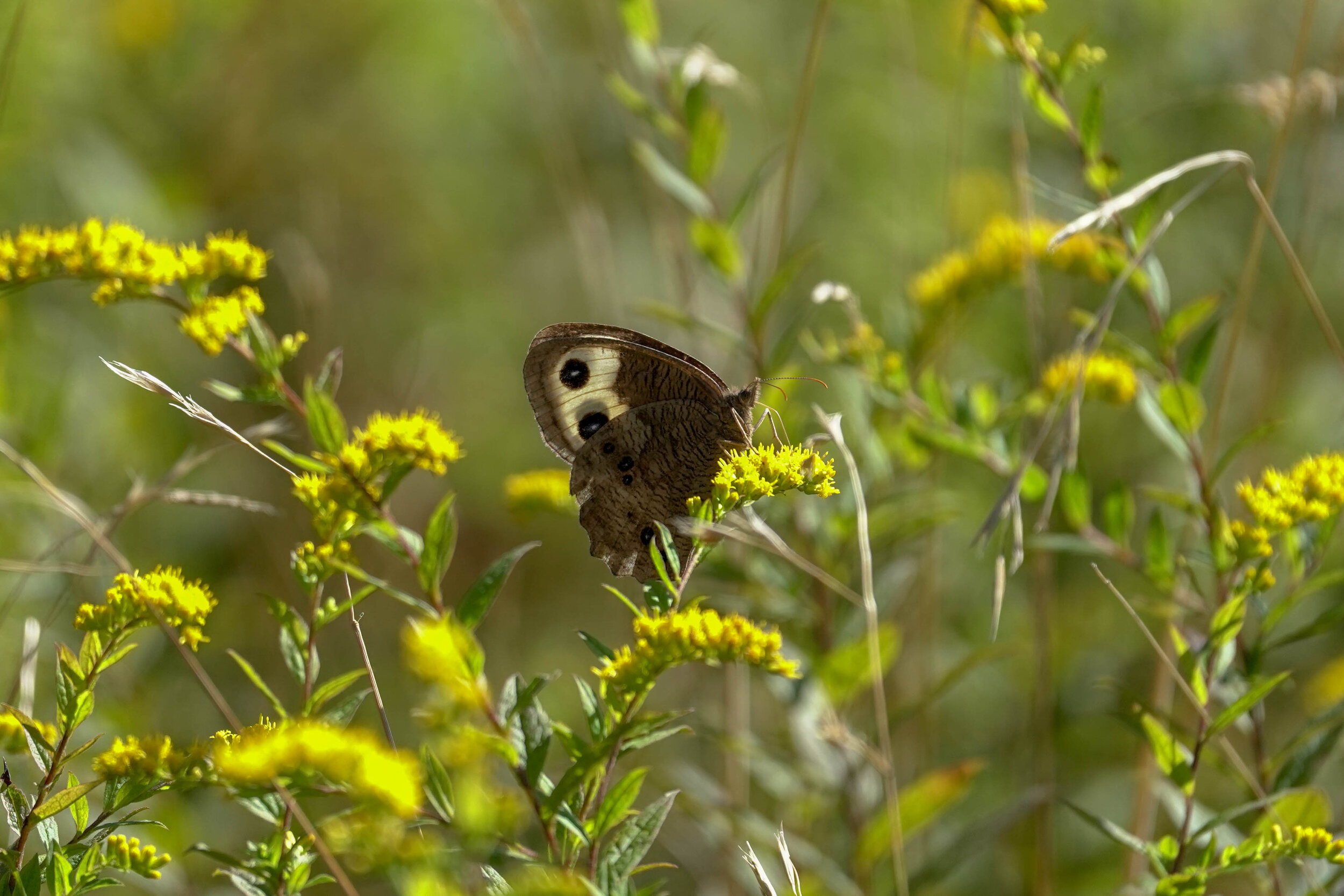Butterfly Count-23.jpg