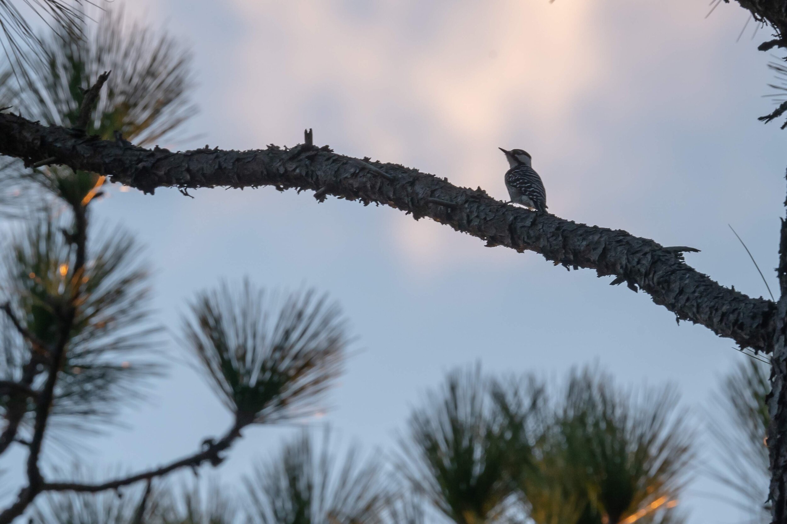 HBSP Birding Expedition - BRDC-2.jpg