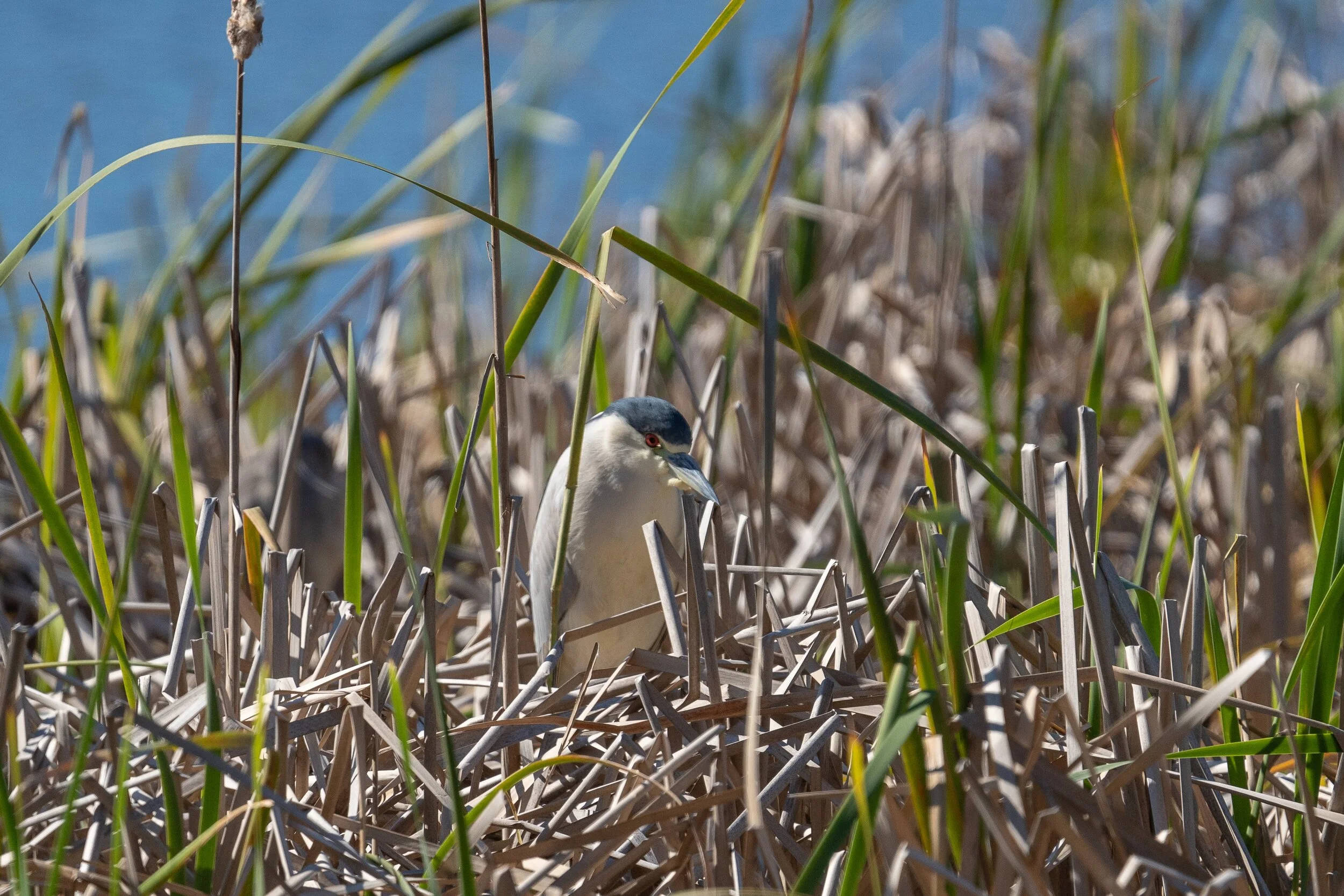 HBSP Birding Expedition - BRDC-20.jpg