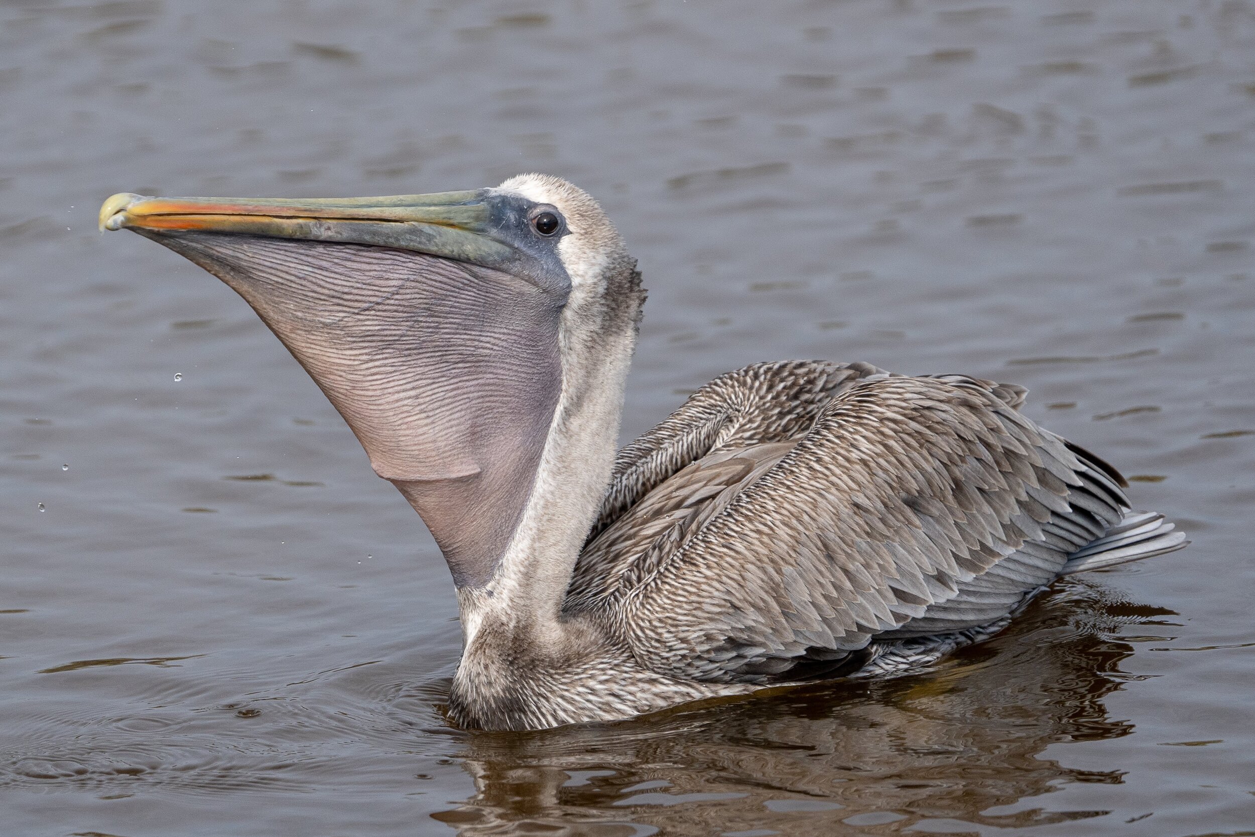 HBSP Birding Expedition - BRDC-39.jpg