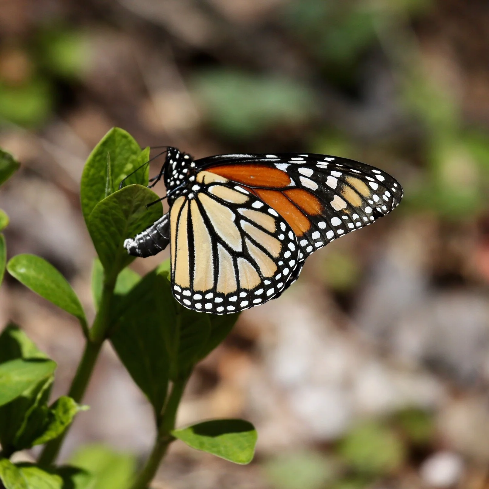 FullSizeRender (1).jpeg