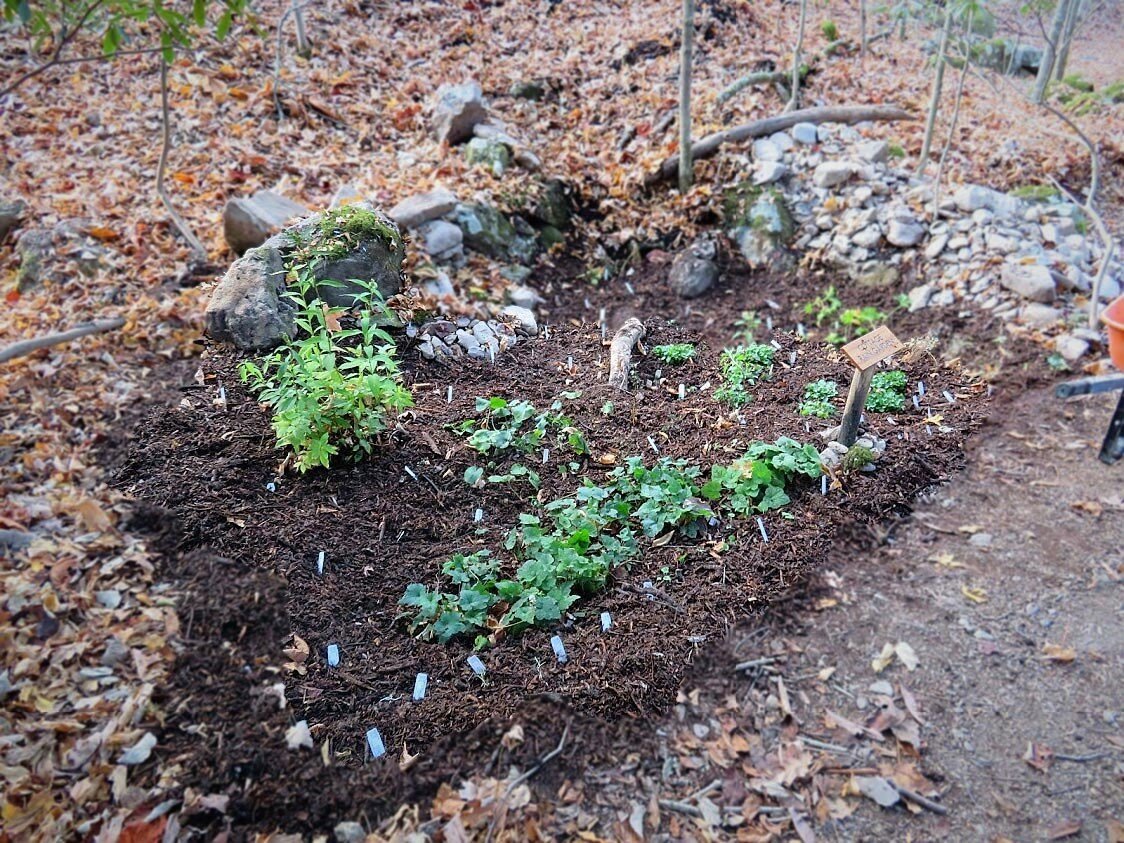 #16 RG mulched (2).jpg