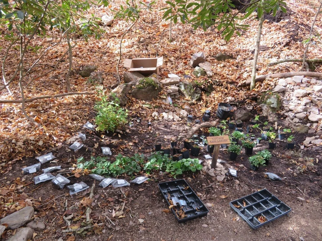 #15 RG planning plants.JPG
