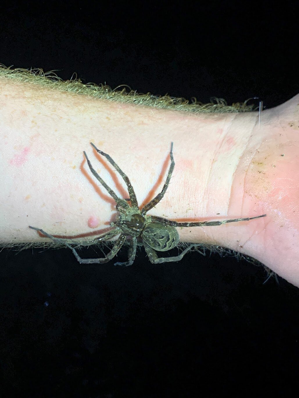 Fishing Spider