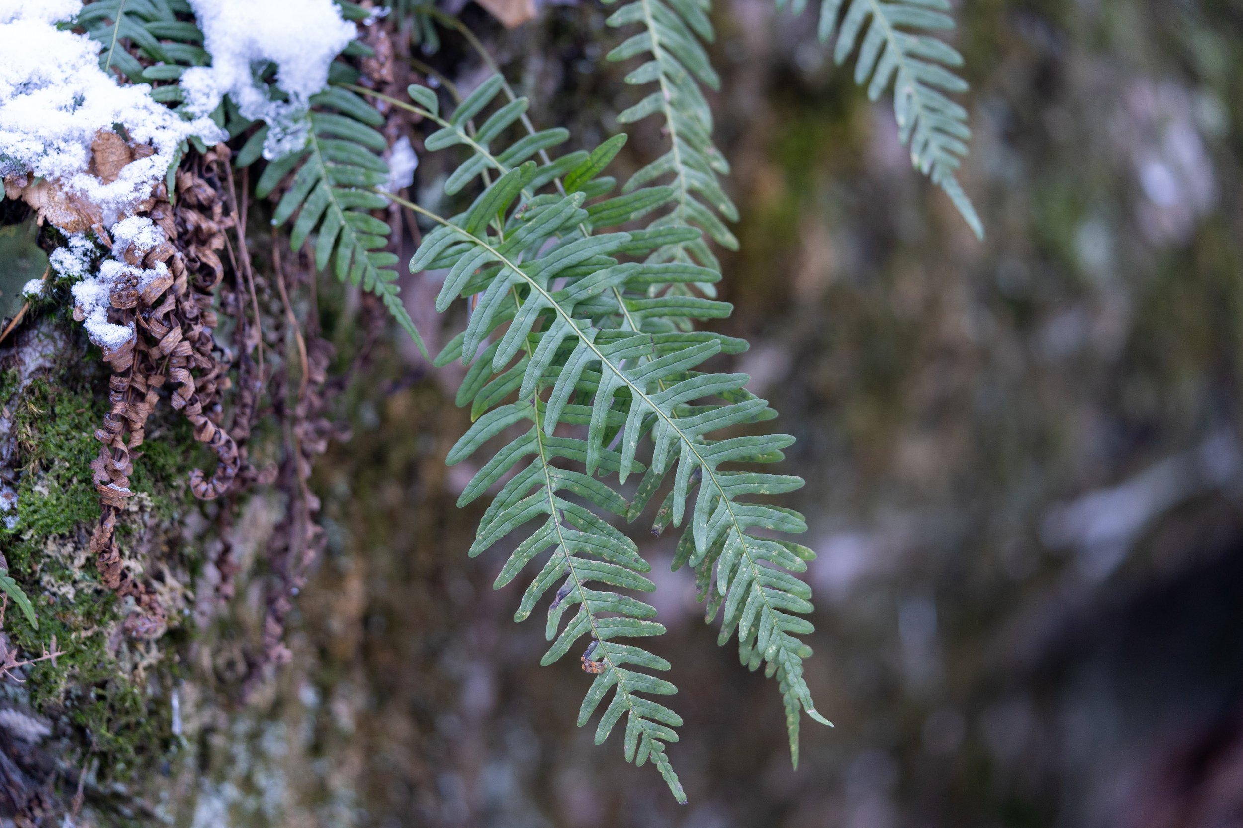 It's Fern-ally Time to Explore Winter Flora!