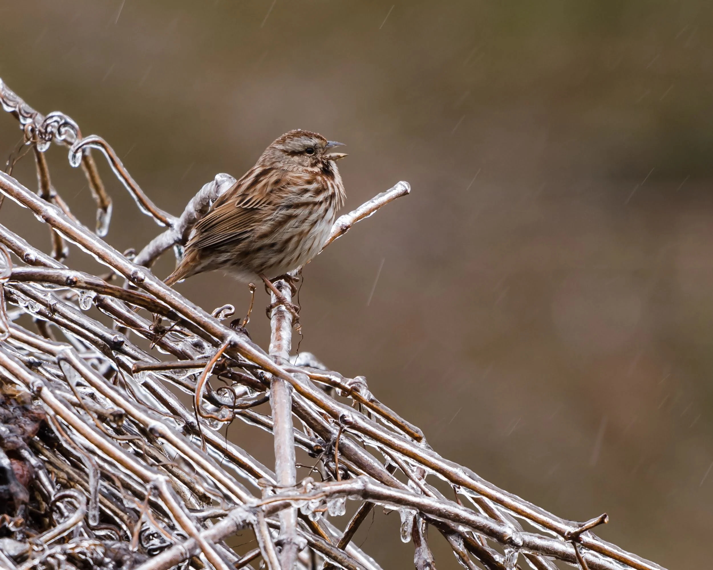 Singing in the Freezing Rain-1.jpg