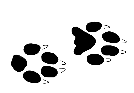 Coyote.png
