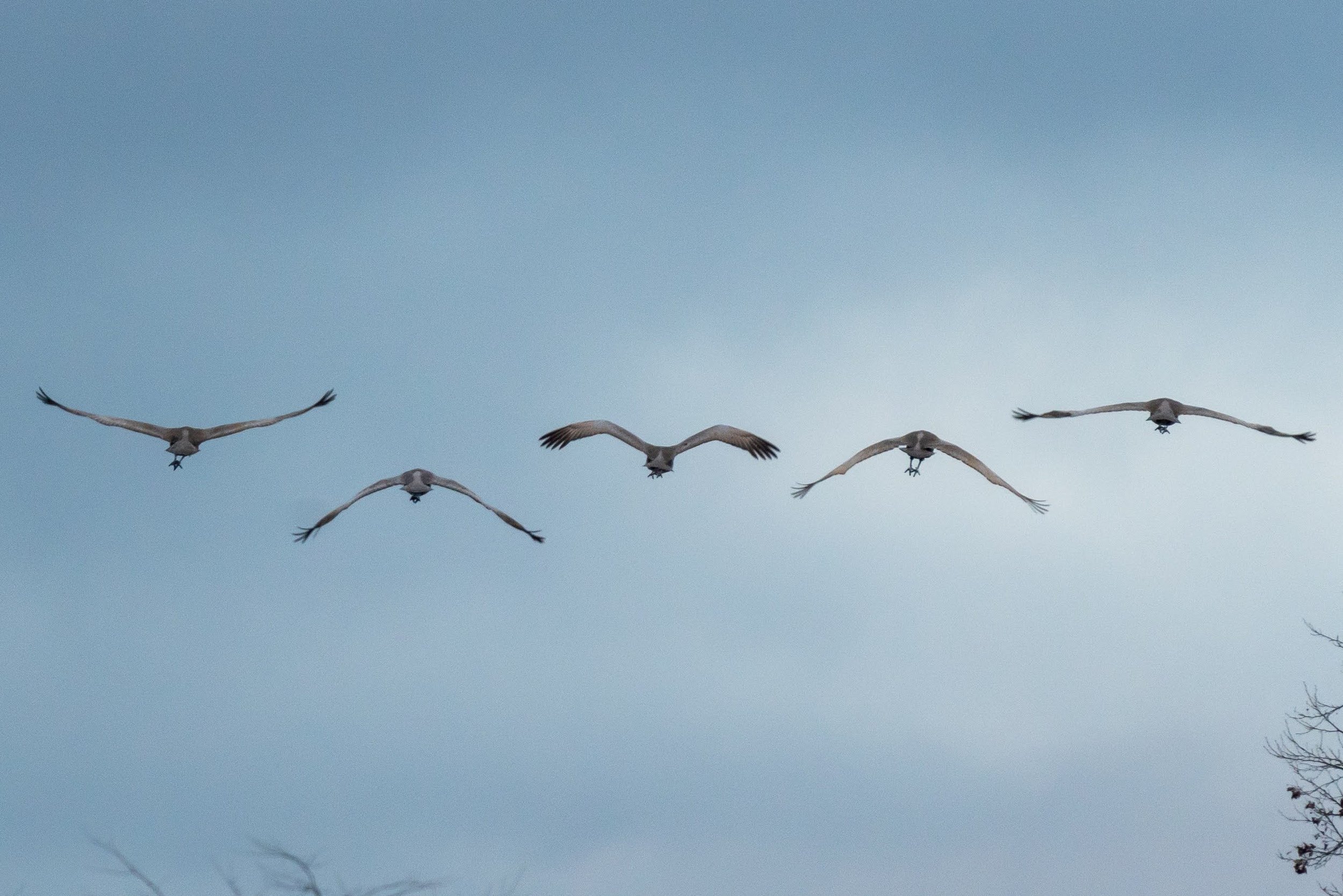 All it's Clocked Up to Be: Circadian Rhythms