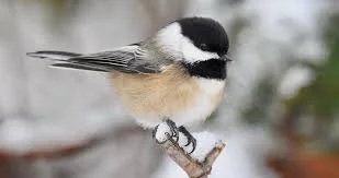 Little Winter Soldiers: Black-Capped Chickadees