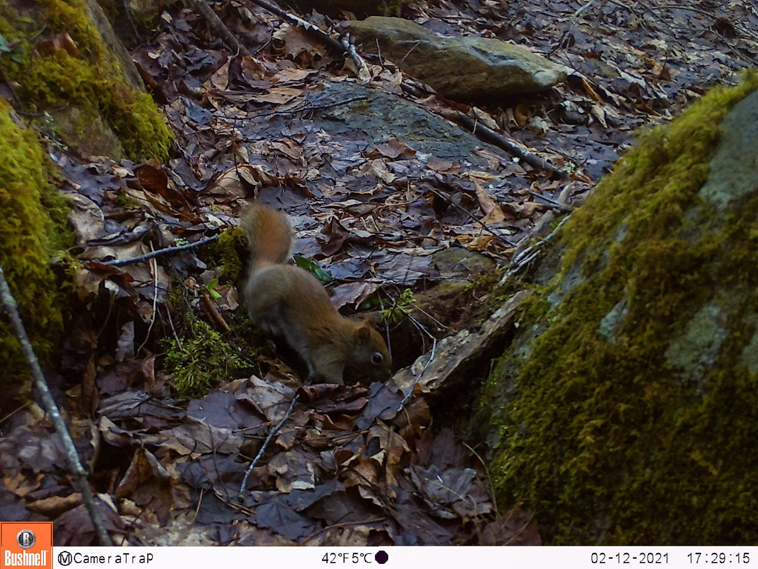 Camera Trapping: The Noninvasive Way to Capture Wildlife