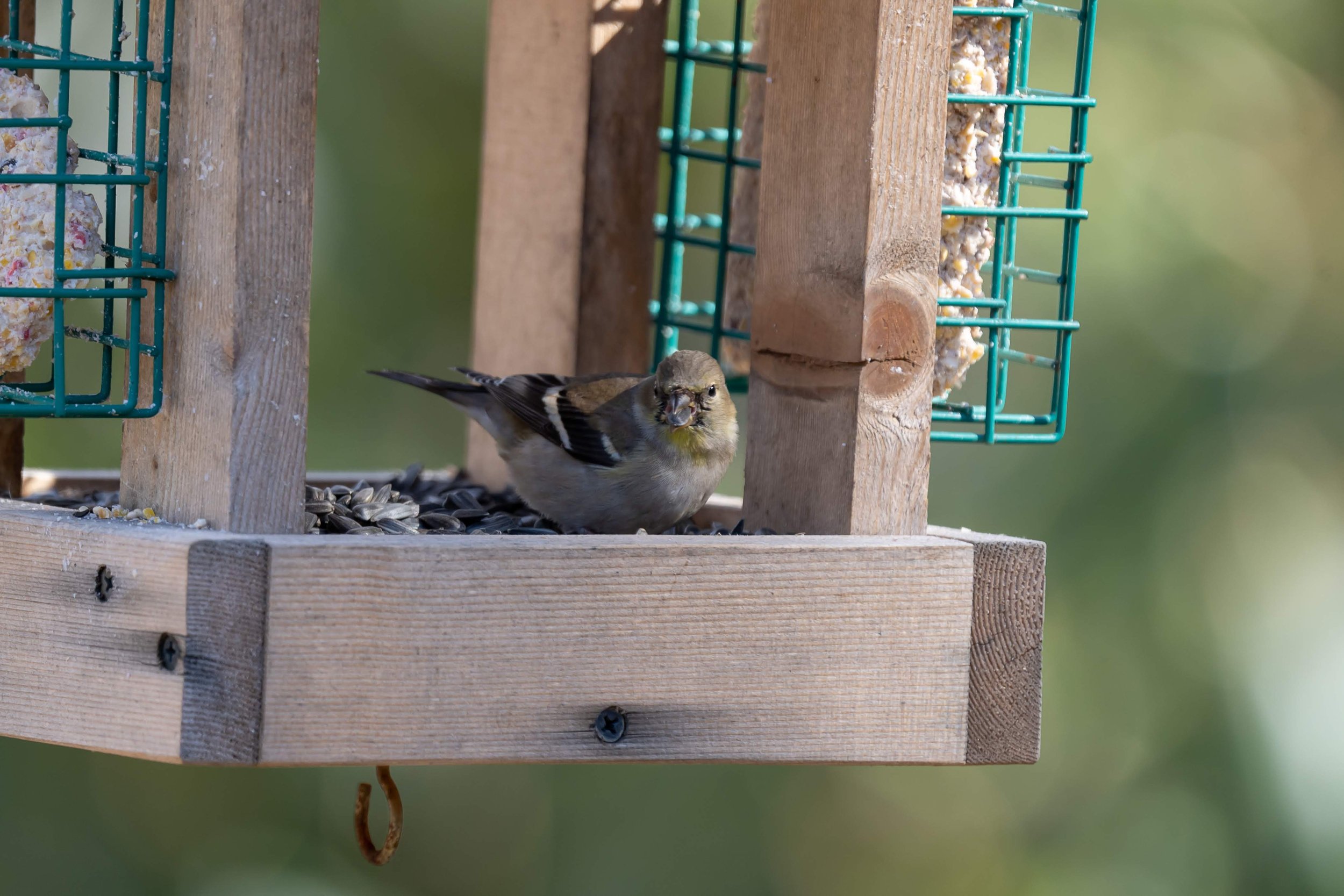 Winter Birds &amp; Birdfeeders