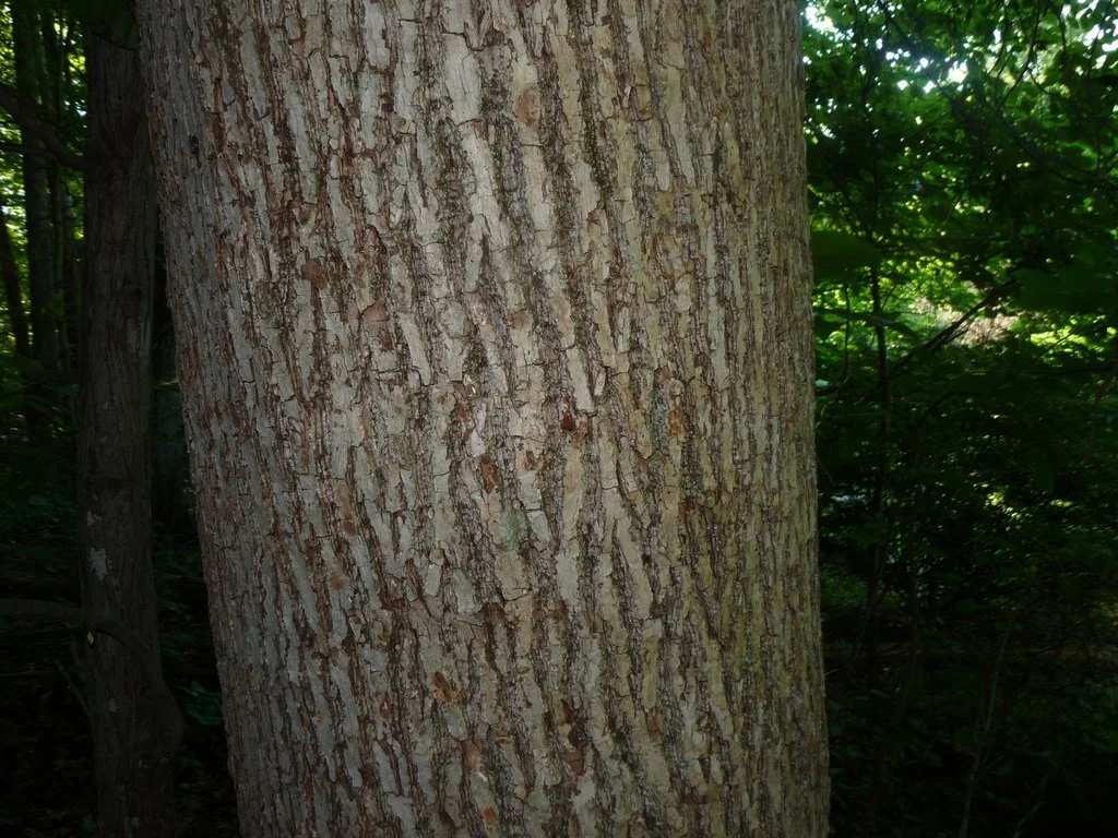 Cucumber Tree bark, Magnolia acuminata.jpeg