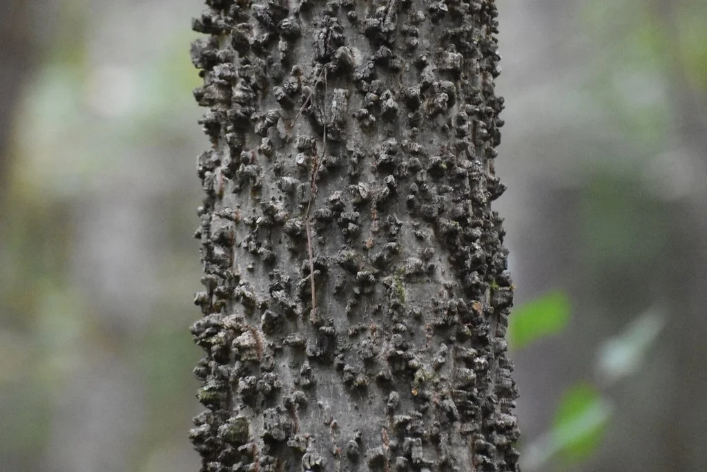 Hackberry, Celtis occidentalis bark.jpeg