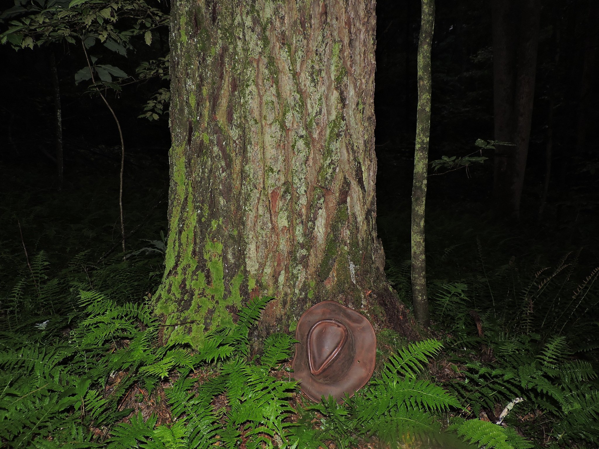 Eastern Hemlock, Tsuga canadensis.jpeg