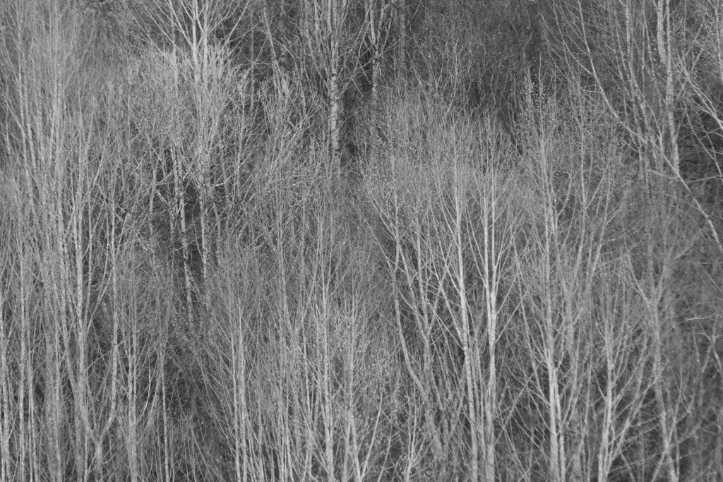 Bark, Buds, and Branching: Winter Tree ID