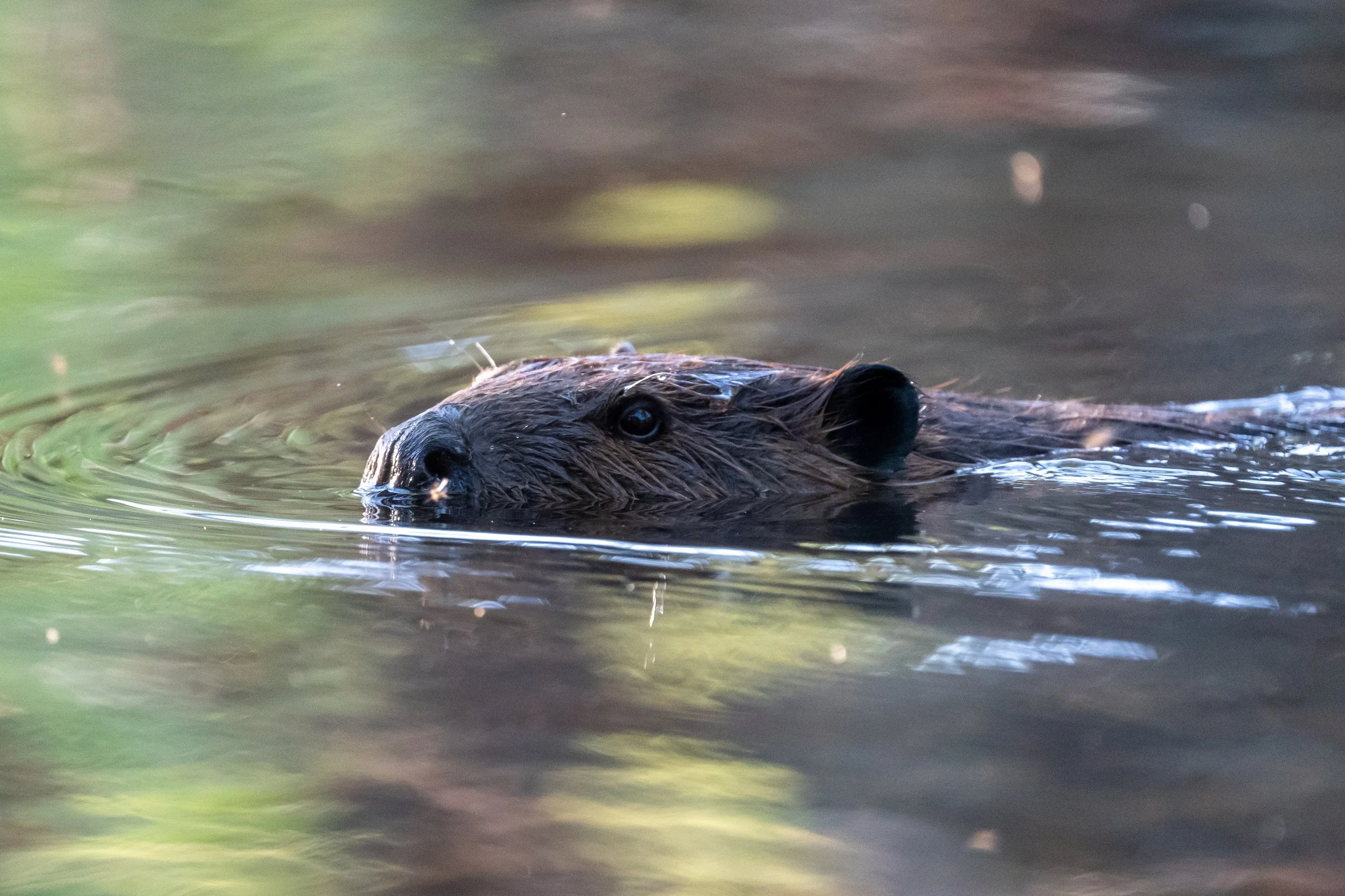 A Love Letter to Beavers