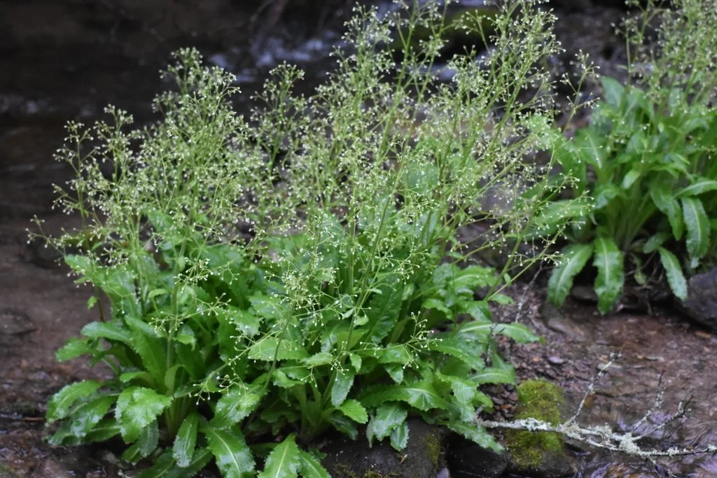 Branch Lettuce: A Taste of AppalachIAn Spring