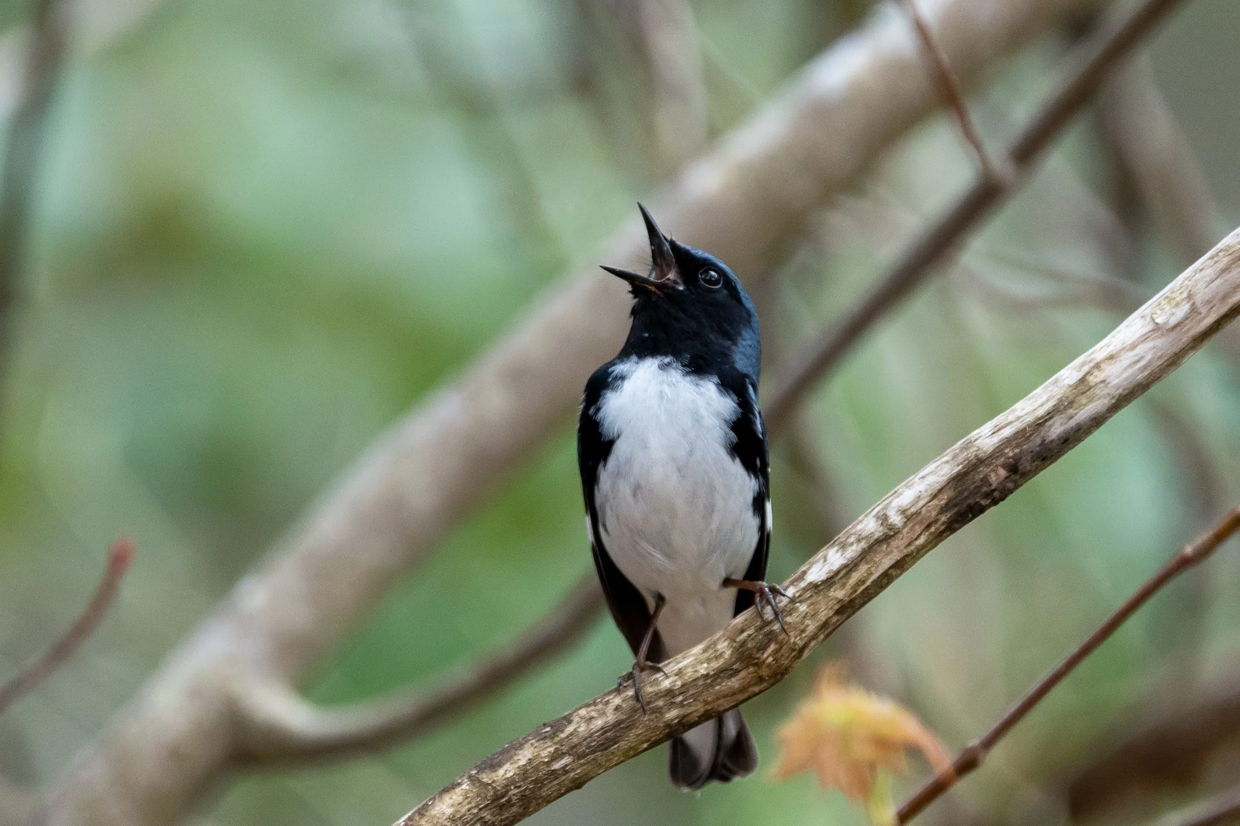 Spring Migration Bird Walk