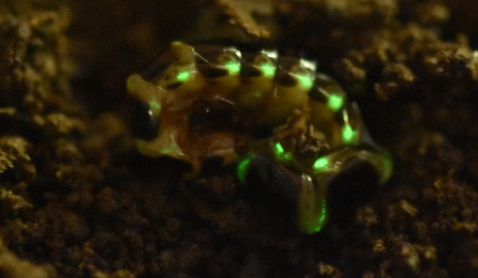 Dark Skies: Conserving a Diminishing Resource