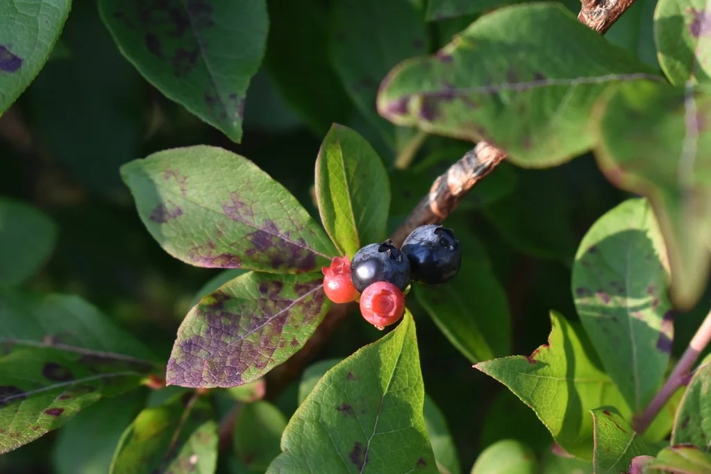 Vaccinium corymbosum, Northern Highbush Blueberry.jpeg
