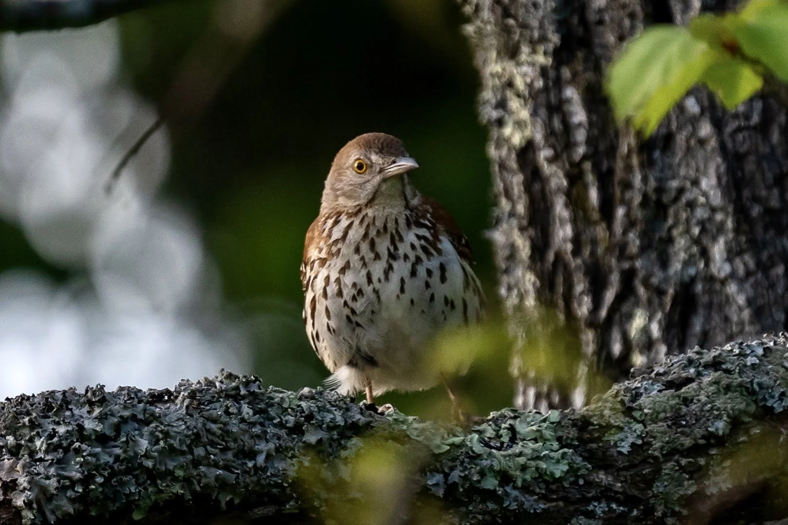 Cabin birds 5-14-22-6 (1).jpg