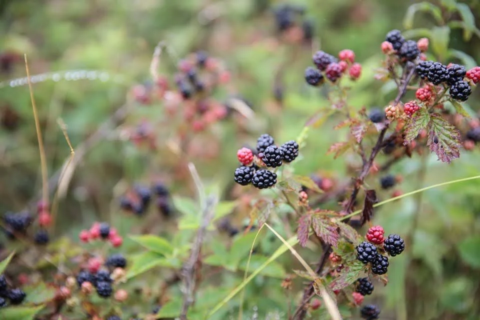 The Sweet Taste of Summer: Summer Fruits