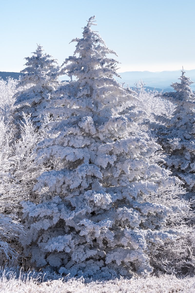 Wildlife Preparing for Winter Reptiles — Blue Ridge Discovery Center