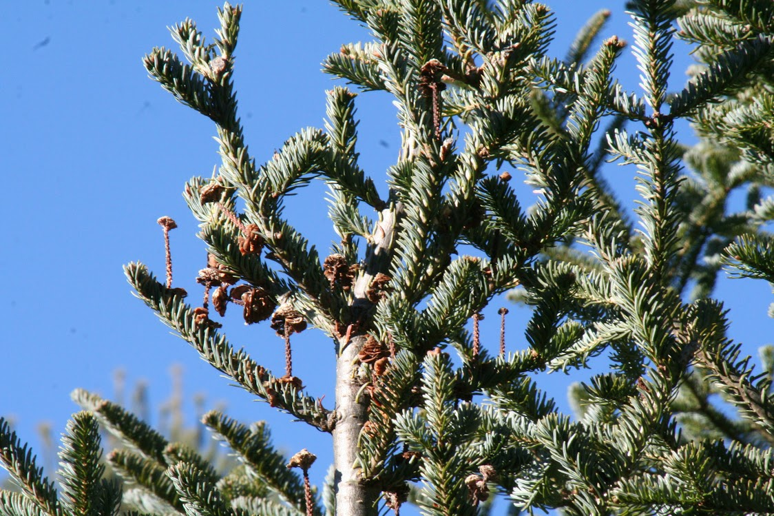 Fraser Firs in the Wild — Blue Ridge Discovery Center