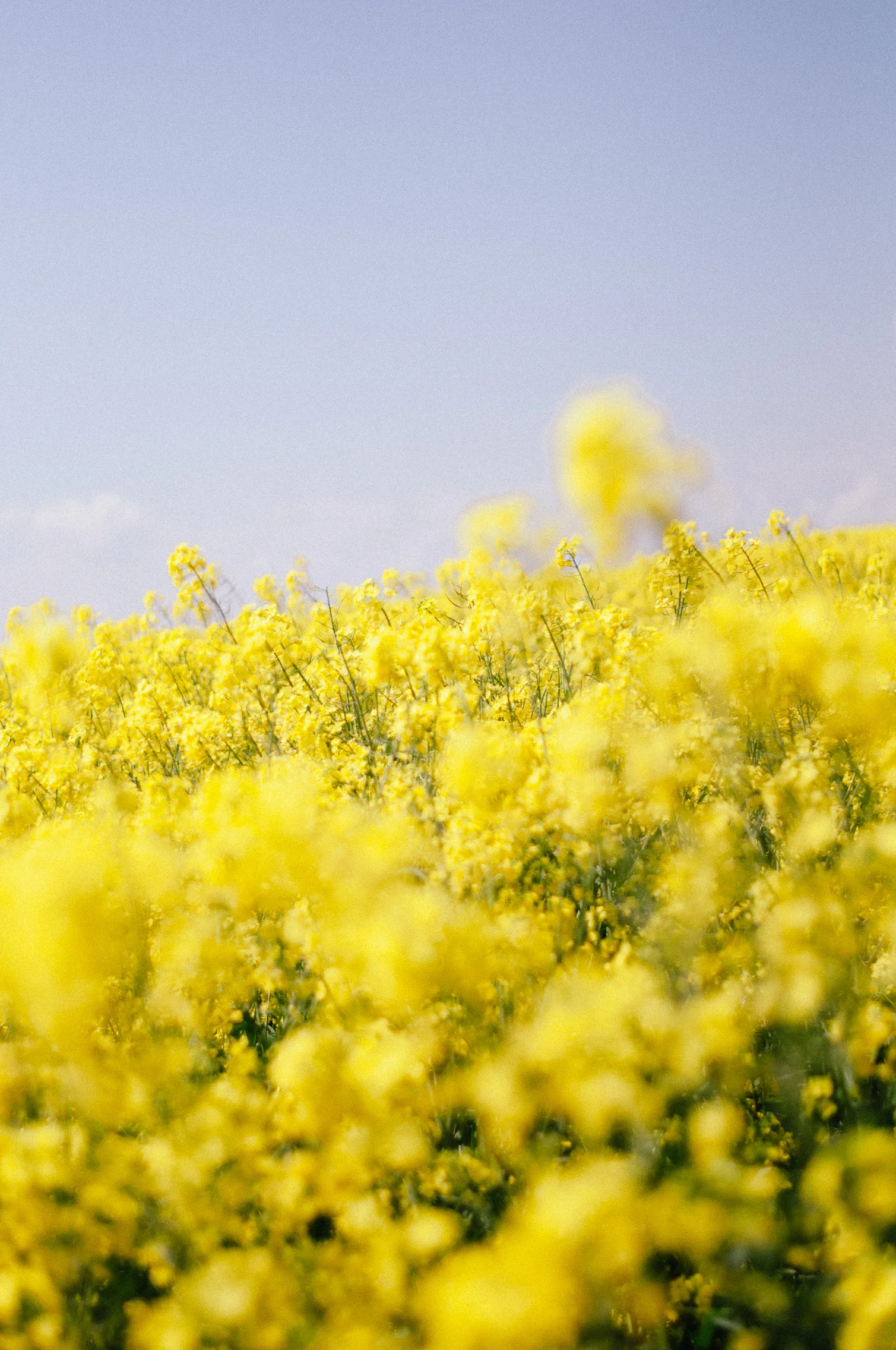Canola fields in Cormolain, France
