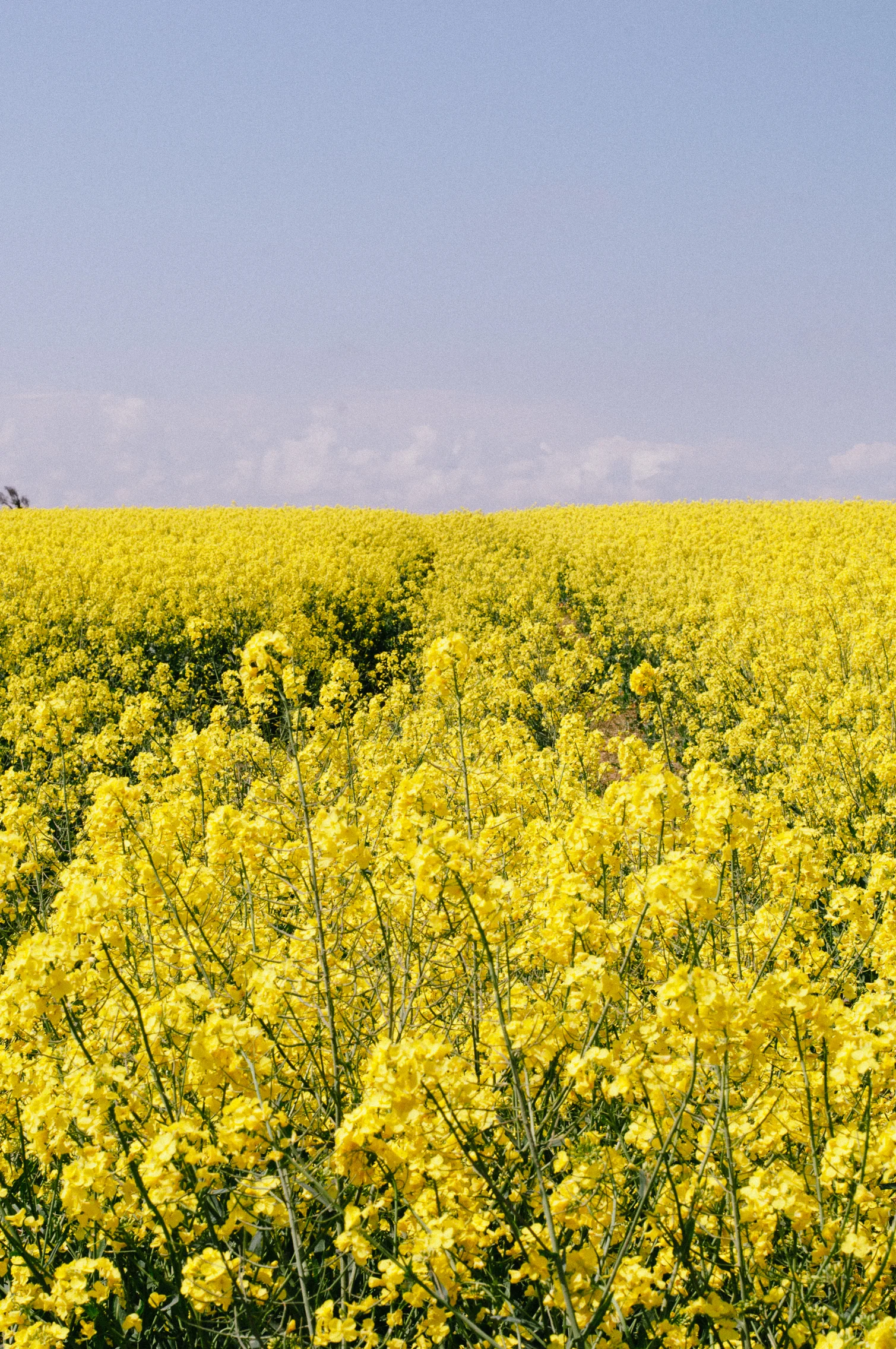 Canola fields in Cormolain, France