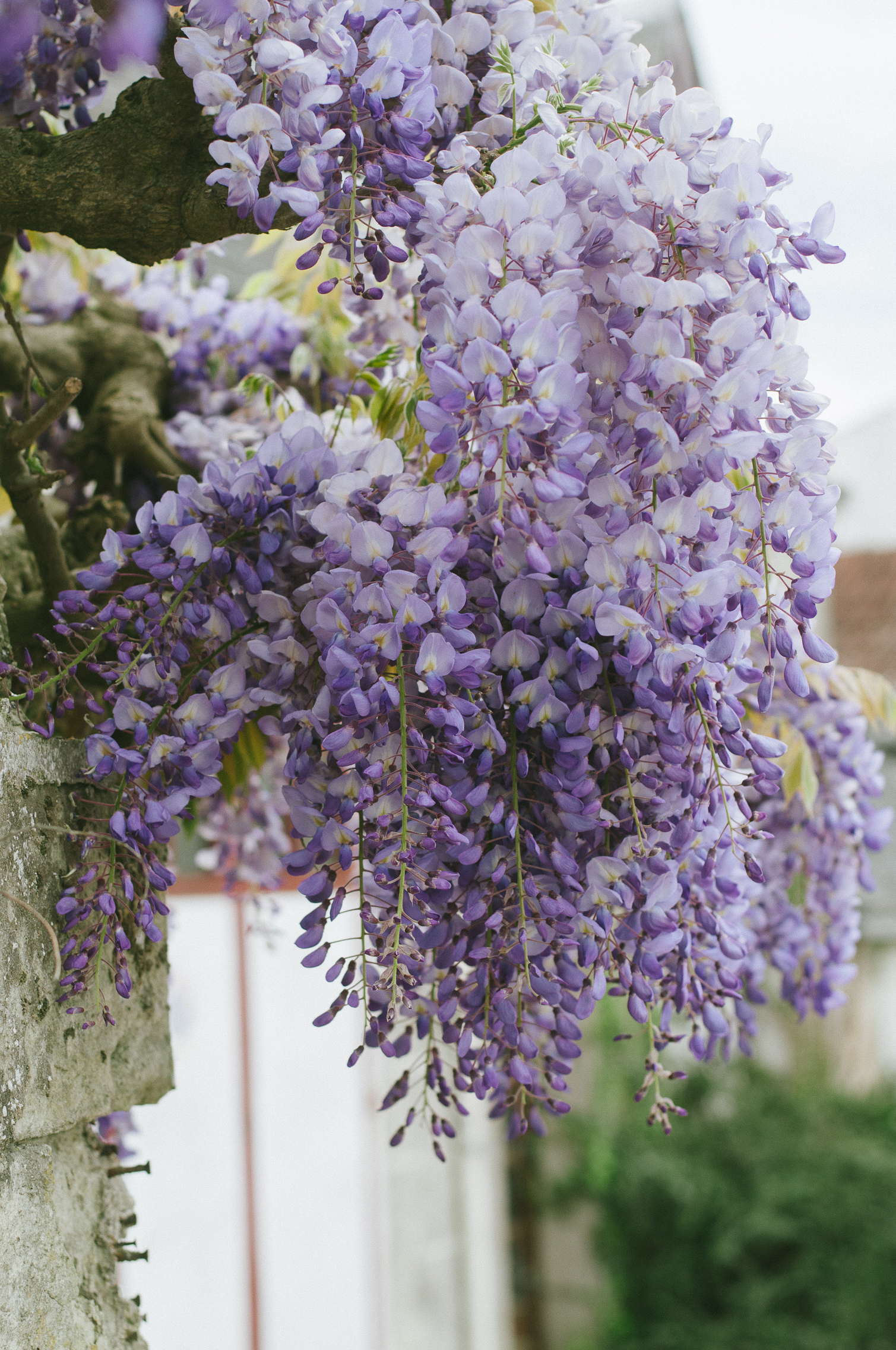 Wisteria tree near Chinon, France.