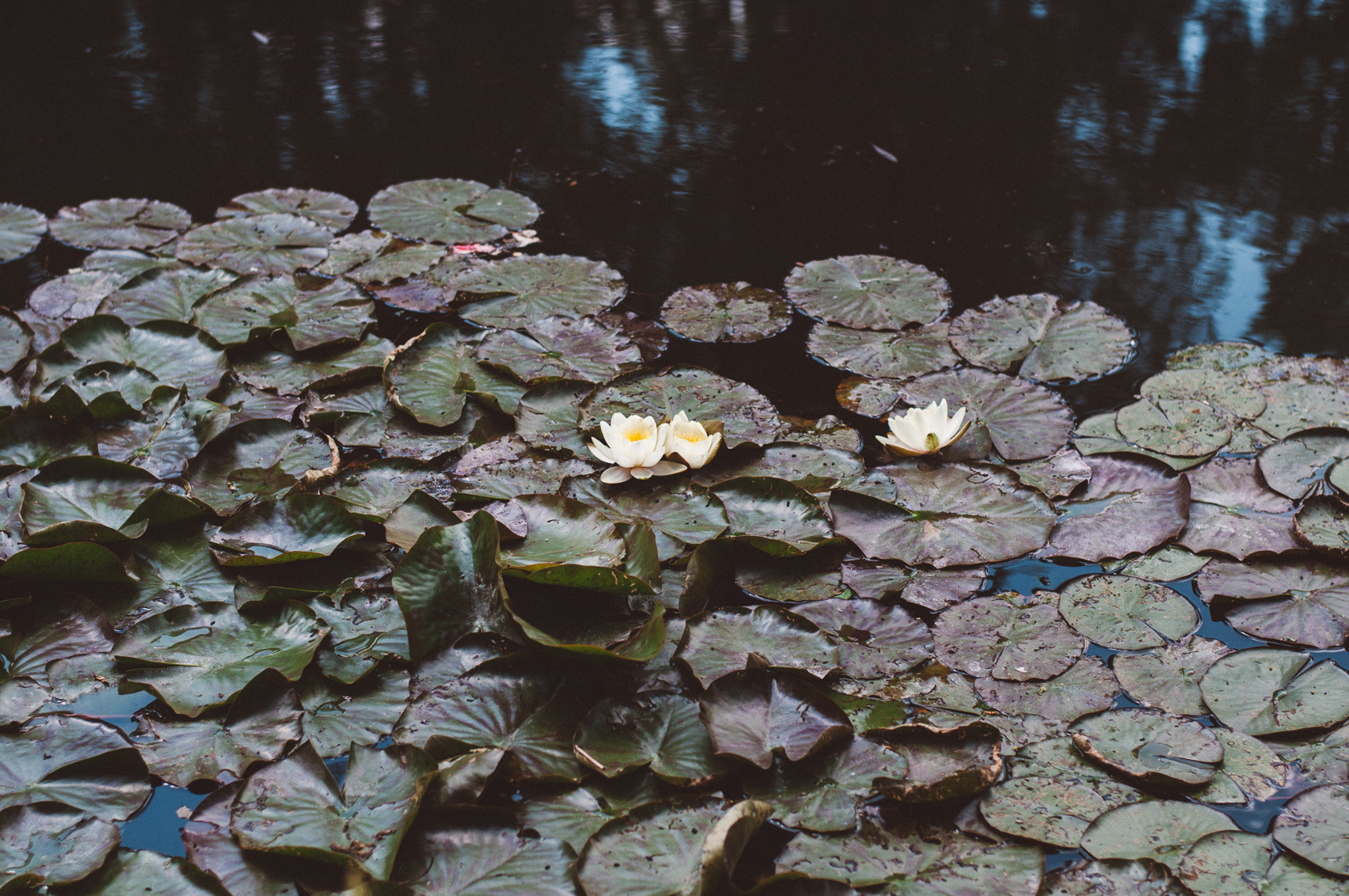 Lily pads in Monet's aqua gardens in Giverny, France.