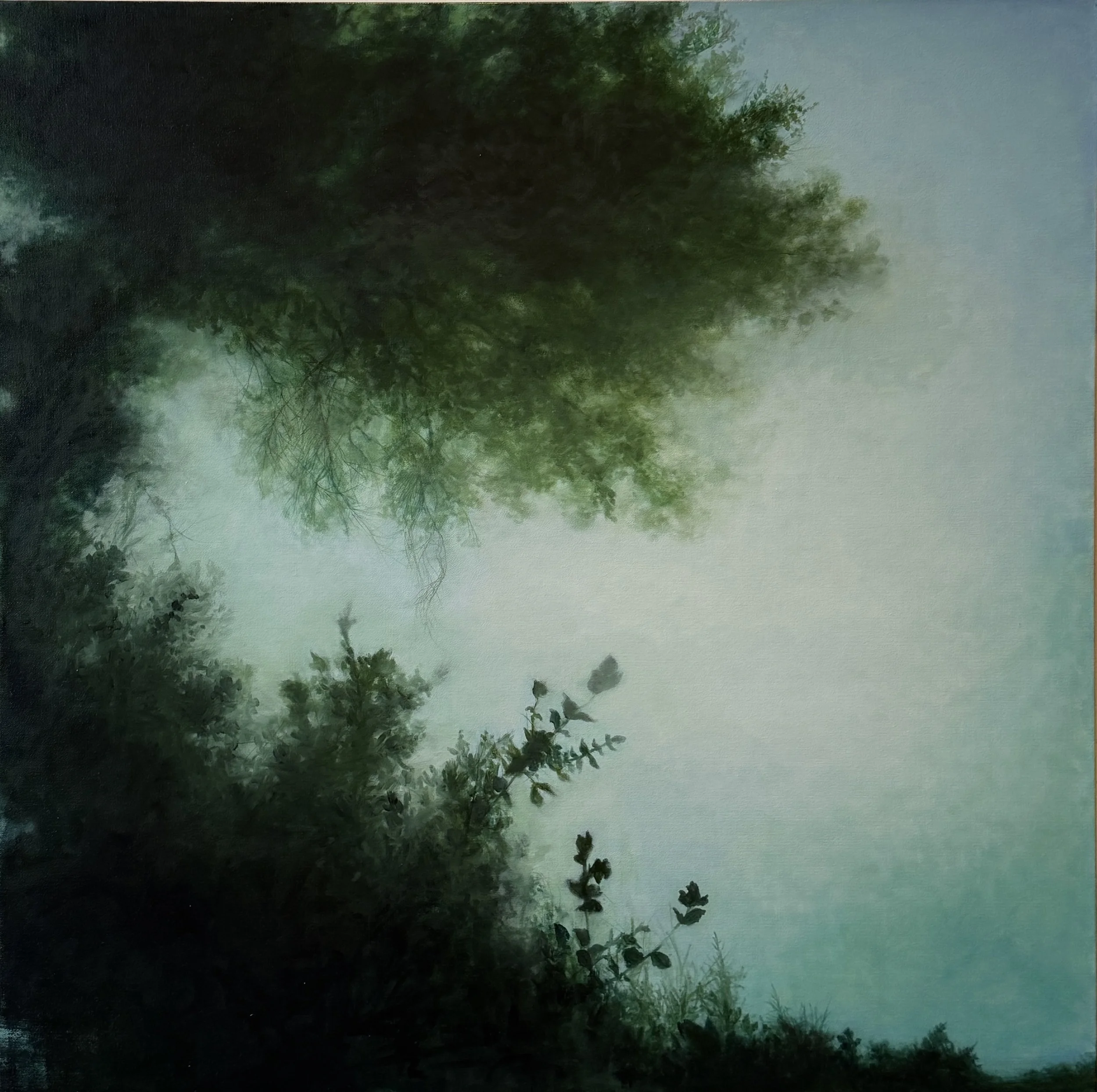 Canopy1.png