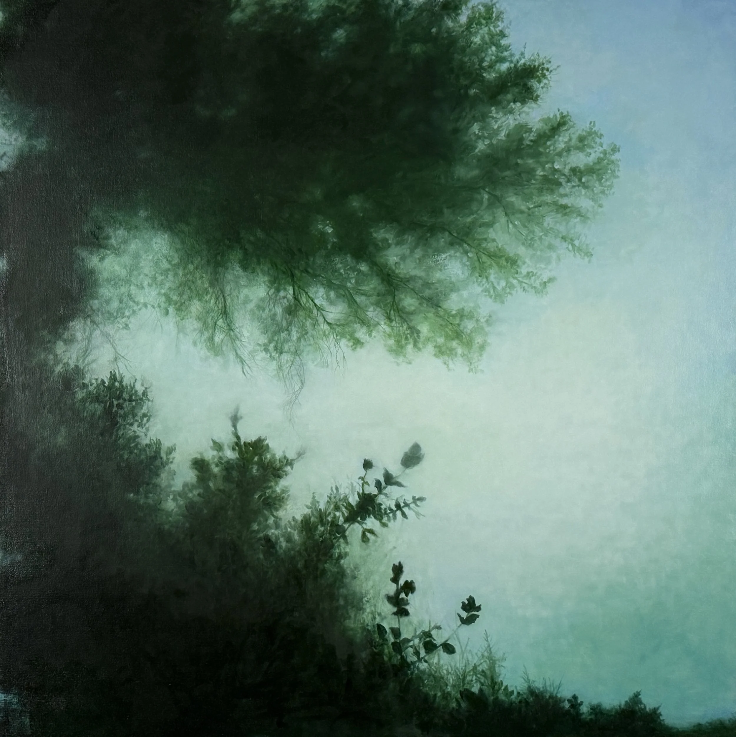 Through the Canopy, Oil on canvas, 36x36.jpg
