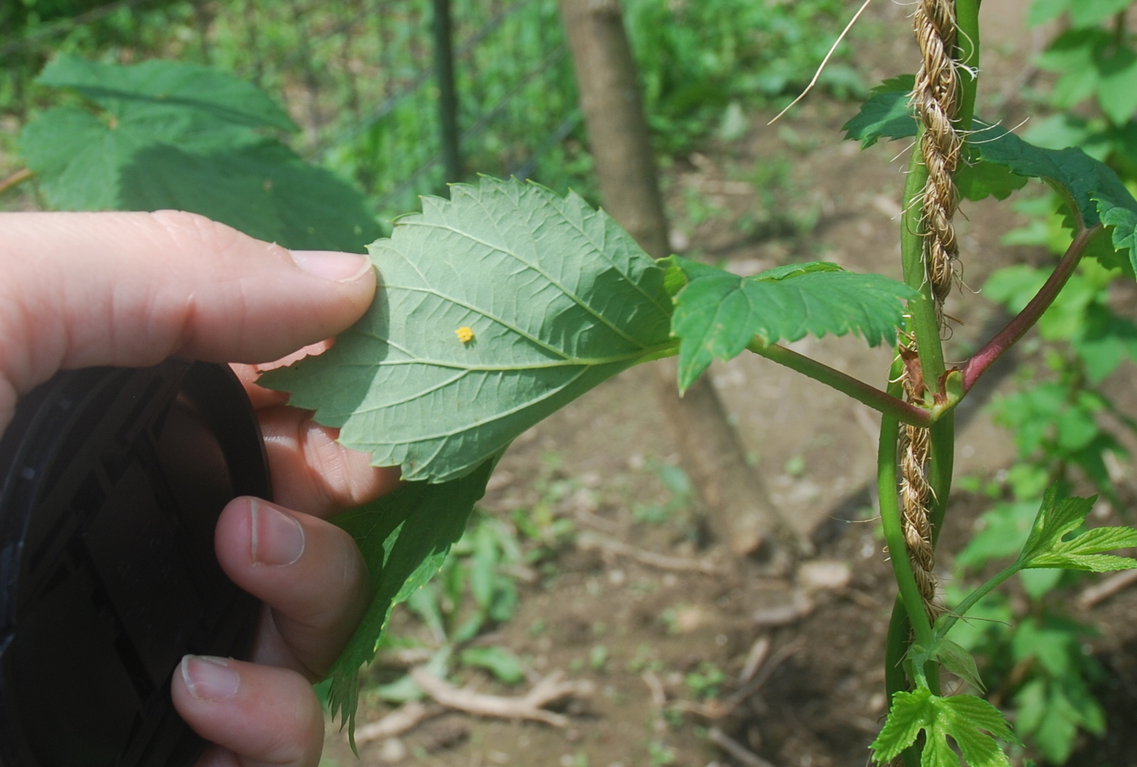 Ladybug eggs