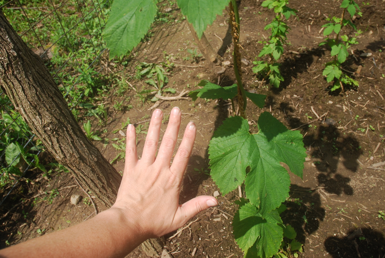 Chinook Leaf