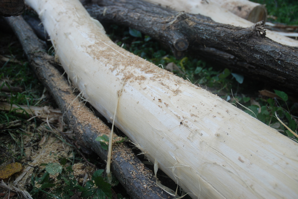 Bark stripped off the bottom four-feet