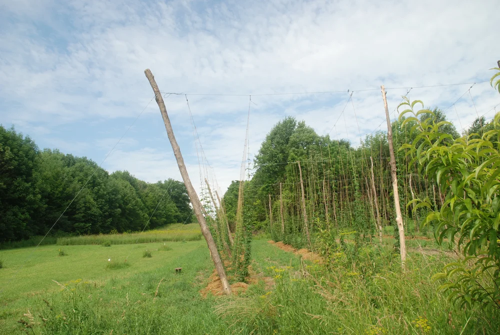 It's another gorgeous morning at Griffin Hill Farm Brewery