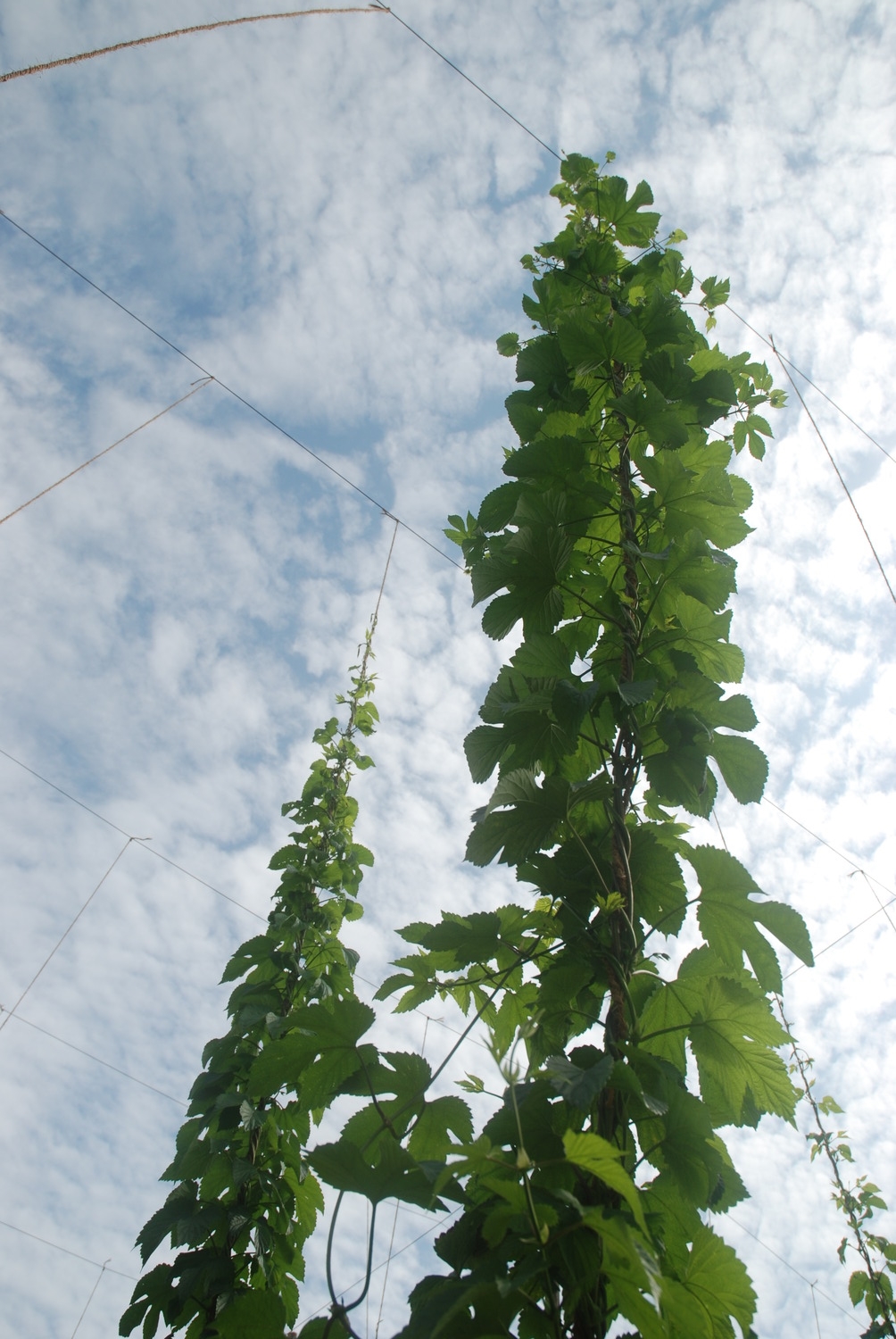 Our Rakau plants are looking healthy!