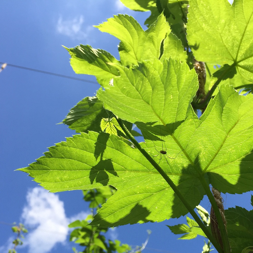 Spider friend on a Columbus