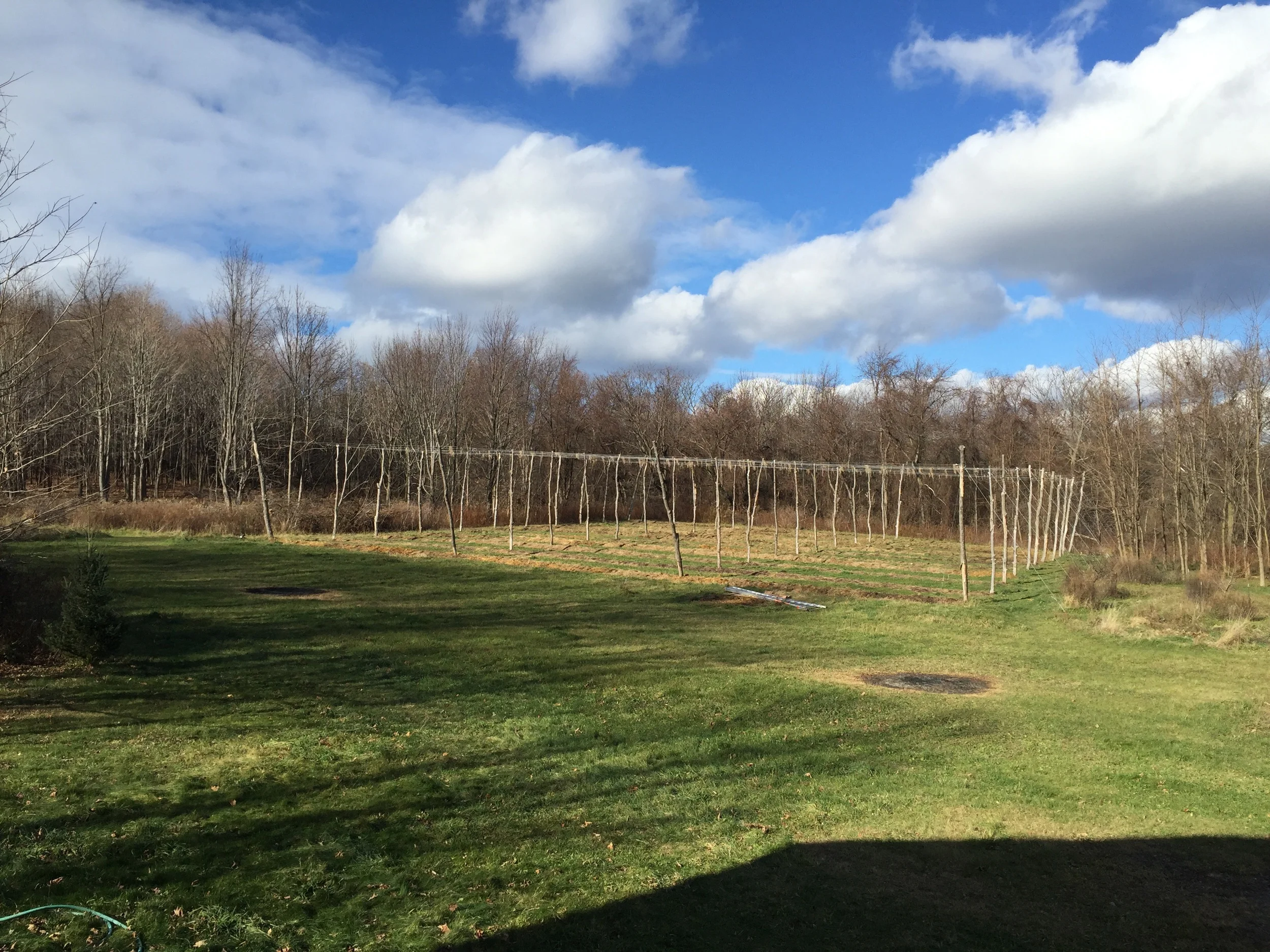 Late November hop yard feels like an empty room