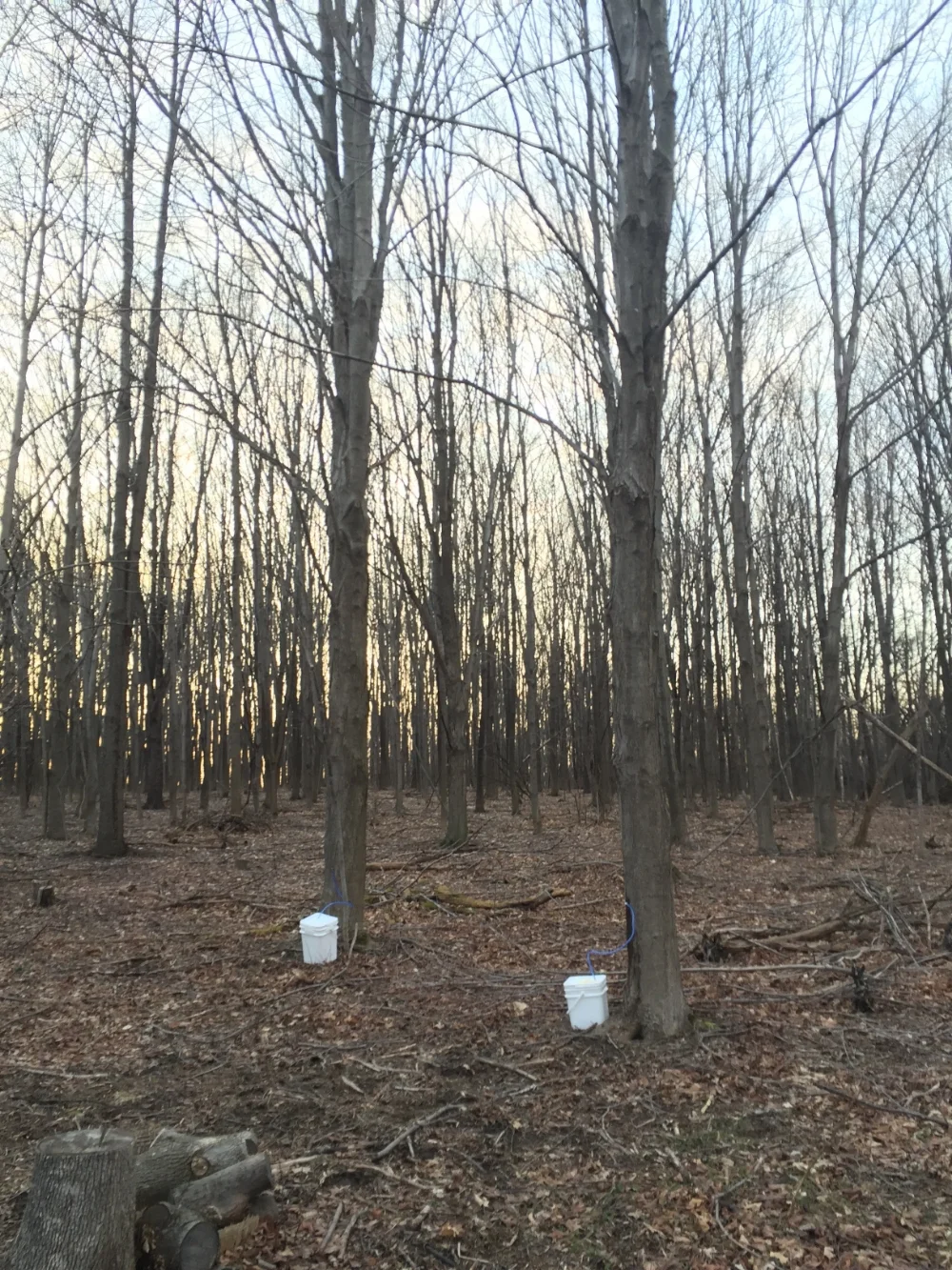 The woods at dusk.